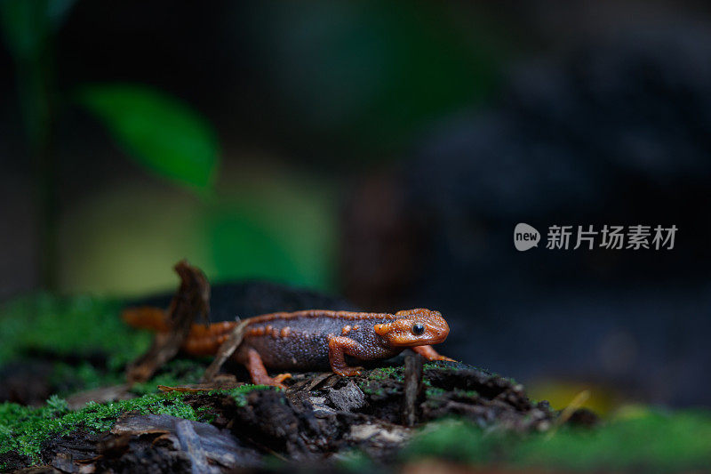 动物:成年喜马拉雅蝾螈(Tylototriton verrucosus)，也被称为鳄鱼蝾螈、鳄鱼蝾螈、喜马拉雅蝾螈和红节蝾螈。